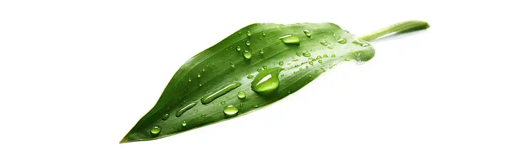 Ein Blatt mit Wassertropfen